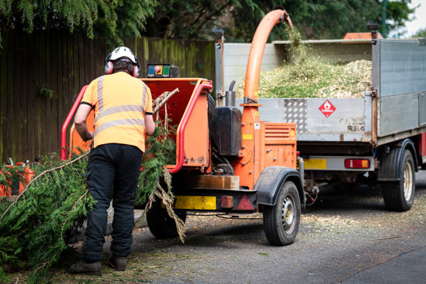 Best Tree Stump Removal  in USA